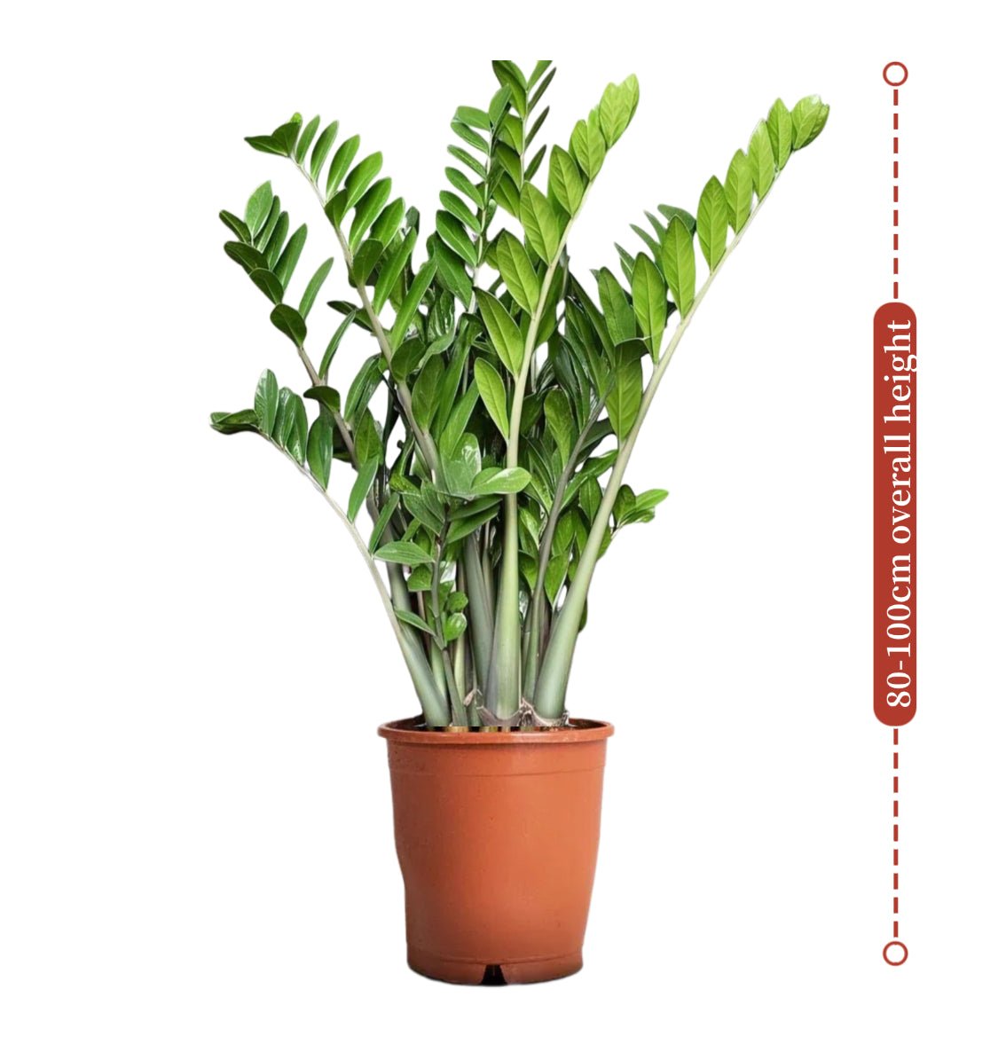 Zamioculcas Zamiifolia, Zanzibar Gem or ZZ Plant - Greensouq - 