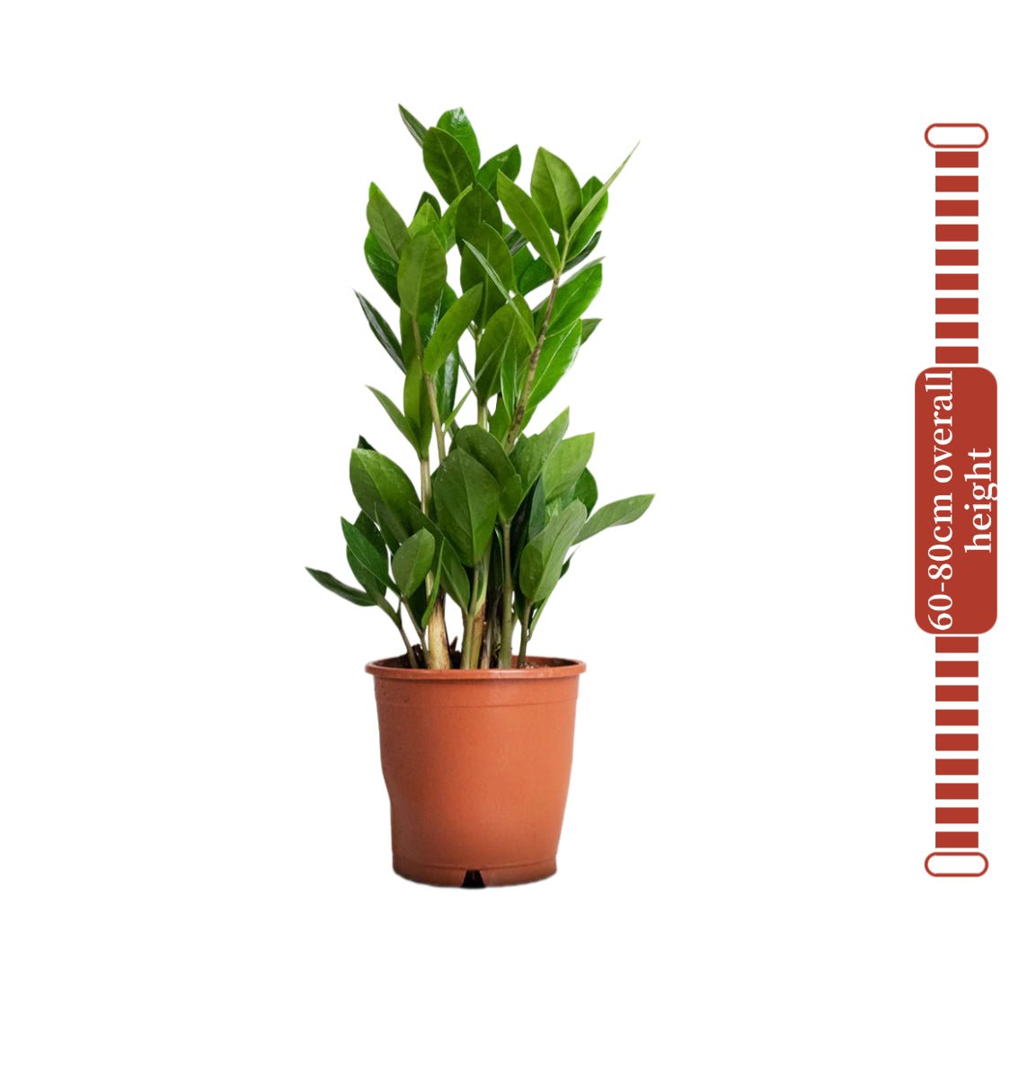 Zamioculcas Zamiifolia, Zanzibar Gem or ZZ Plant - Greensouq - 