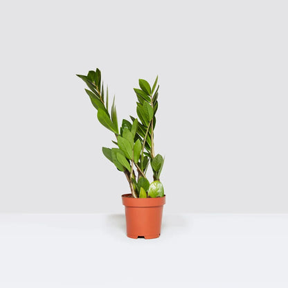 Zamioculcas Zamiifolia, Zanzibar Gem or ZZ Plant - Greensouq - 