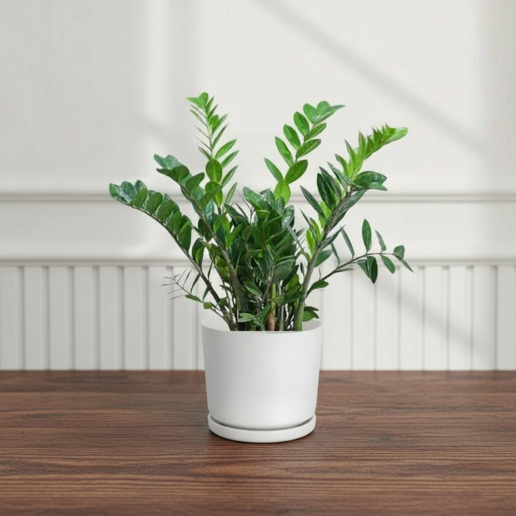 Zamioculcas Zamiifolia, Zanzibar Gem or ZZ Plant - Greensouq - 