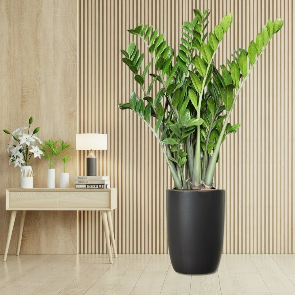 Zamioculcas Zamiifolia, Zanzibar Gem or ZZ Plant - Greensouq - 