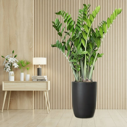 Zamioculcas Zamiifolia, Zanzibar Gem or ZZ Plant - Greensouq - 