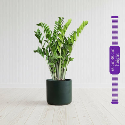 Zamioculcas Zamiifolia, Zanzibar Gem or ZZ Plant - Greensouq - 