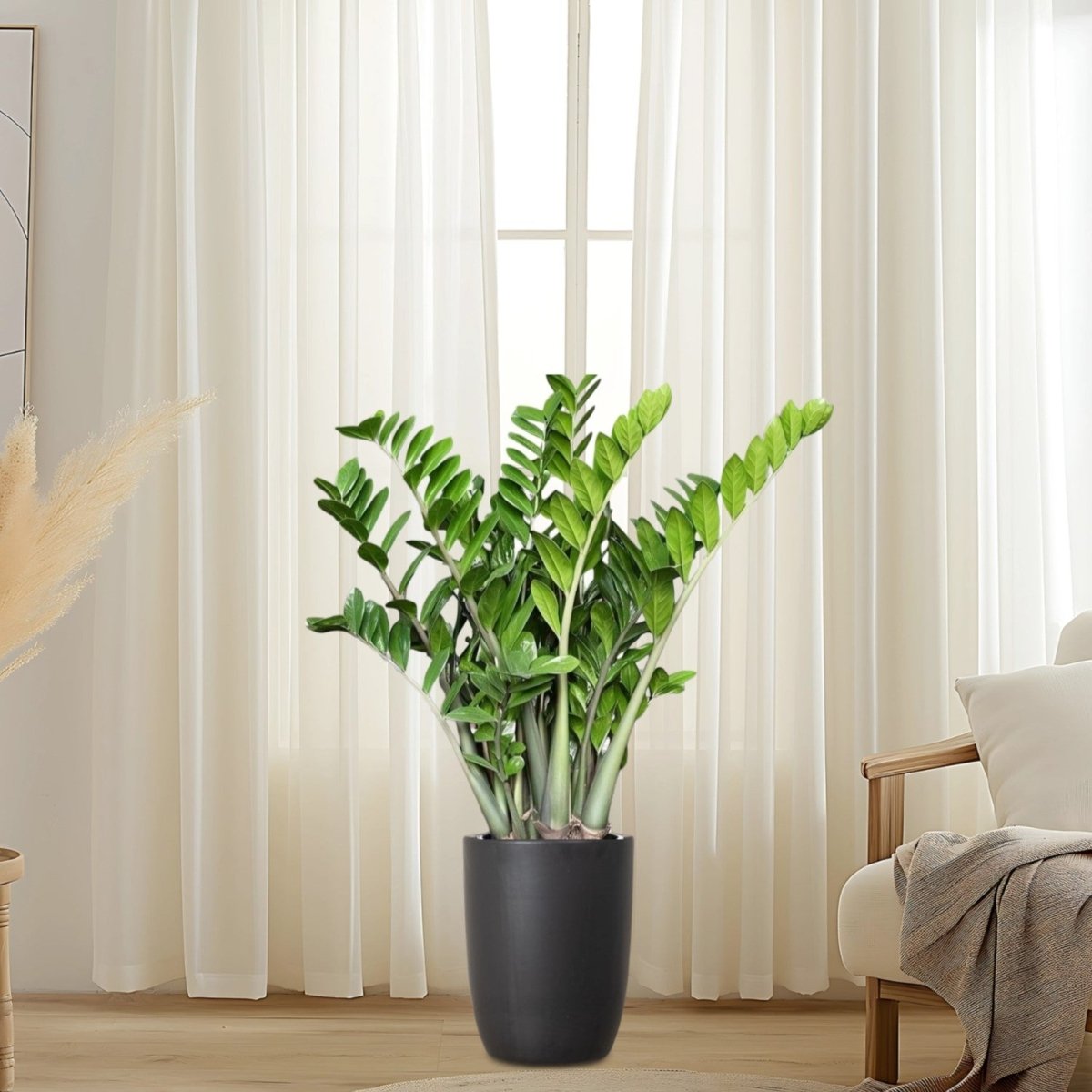 ZZ Plant indoor / Zamioculcas Zamiifolia, Zanzibar Gem  in Black Ceramic Pot 80-100cm - Greensouq -