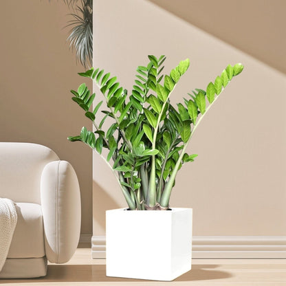 Zamioculcas Zamiifolia, Zanzibar Gem or ZZ Plant in Grp Square Pot 30x30 - Greensouq - 