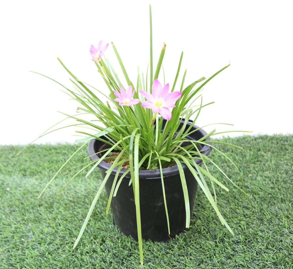 Zephyranthes Grandiflora | Pink Rain Lily | Zephyr lily 6Ltr pot - Greensouq - 