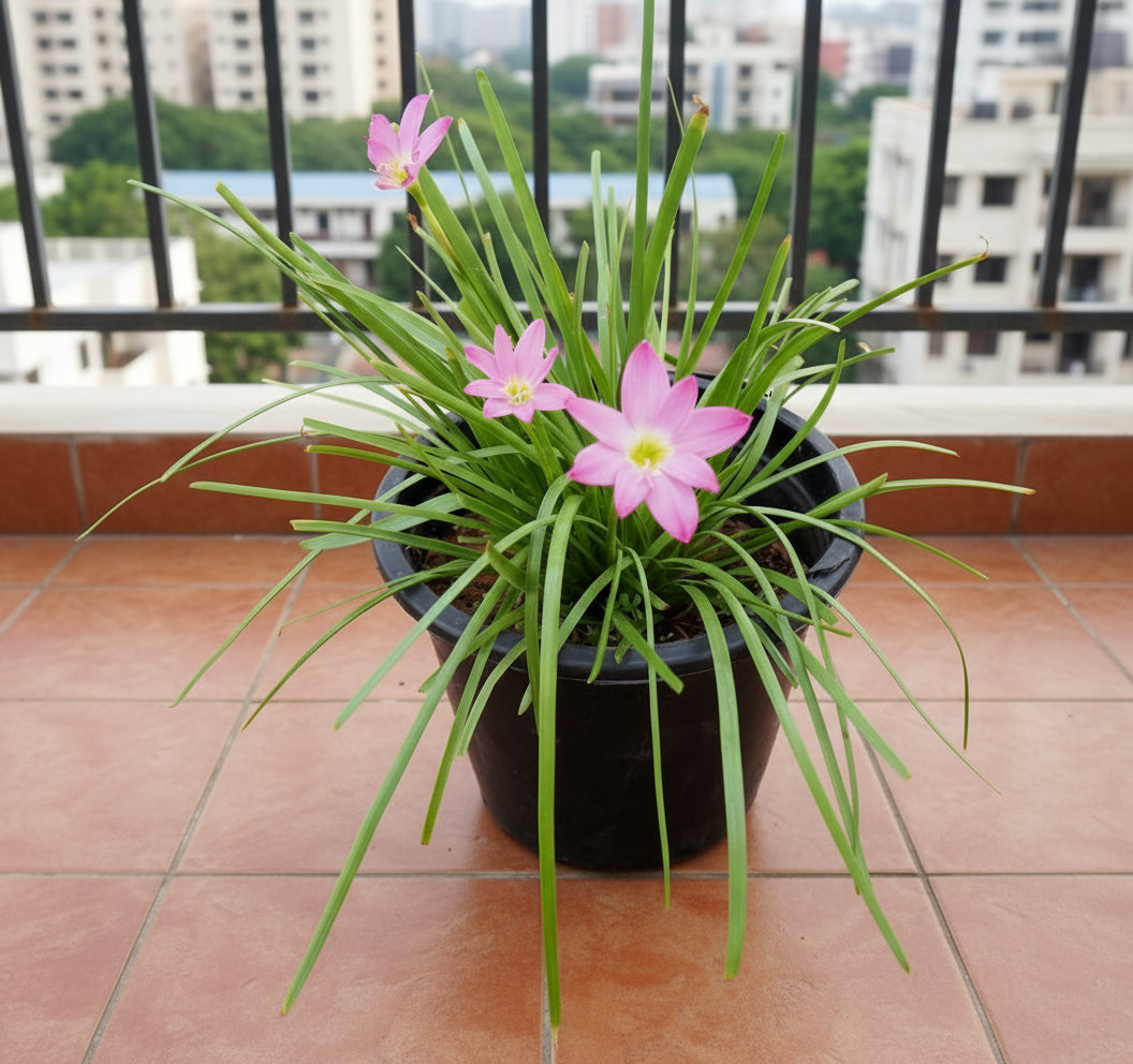 Zephyranthes Grandiflora | Pink Rain Lily | Zephyr lily 6Ltr pot - Greensouq - 