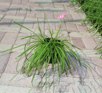 Zephyranthes Grandiflora | Pink Rain Lily | Zephyr lily 6Ltr pot - Greensouq - 