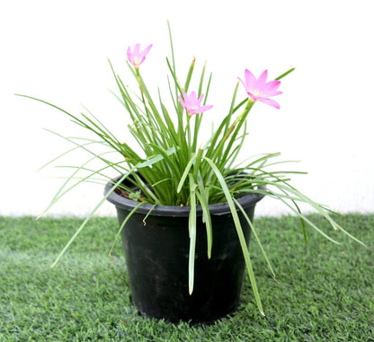 Zephyranthes Grandiflora | Pink Rain Lily | Zephyr lily 6Ltr pot - Greensouq - 