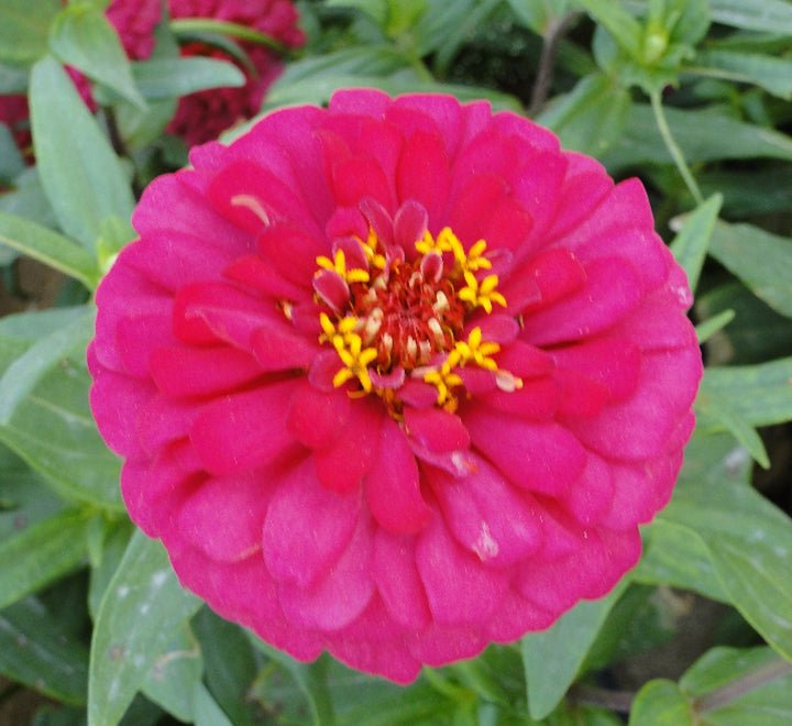 Zinnia Flowers or "Zinnia" - Greensouq - 