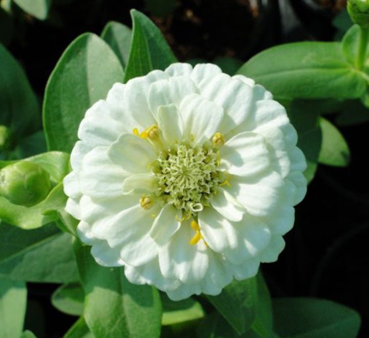 Zinnia Flowers or "Zinnia" - Greensouq - 