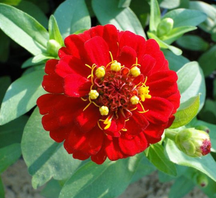 Zinnia Flowers or "Zinnia" - Greensouq - 