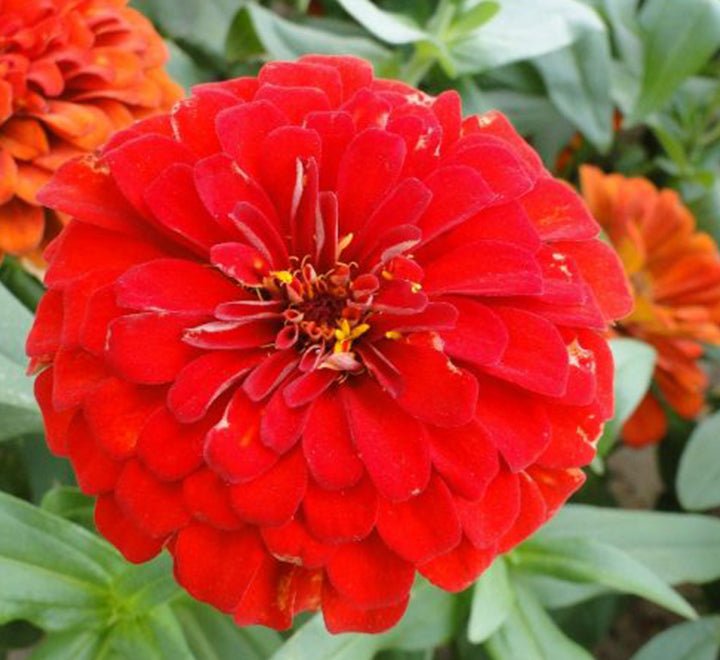 Zinnia Flowers or "Zinnia" - Greensouq - 