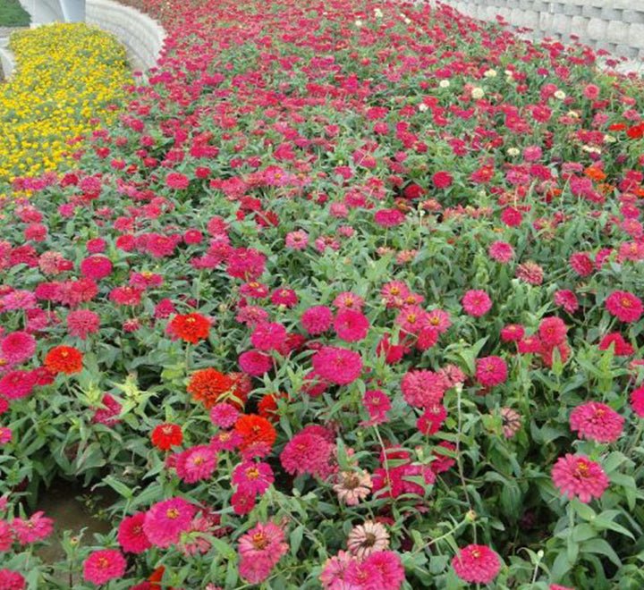 Zinnia Flowers or "Zinnia" - Greensouq - 