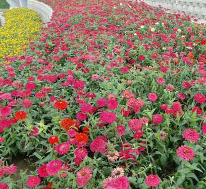 Zinnia Flowers or "Zinnia" - Greensouq - 