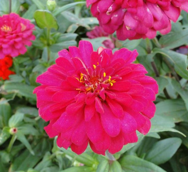 Zinnia Flowers or "Zinnia" - Greensouq - 