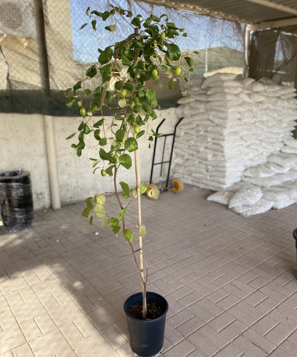 Ziziphus Jujuba Paki 1.5 - 2.0m - Greensouq - 
