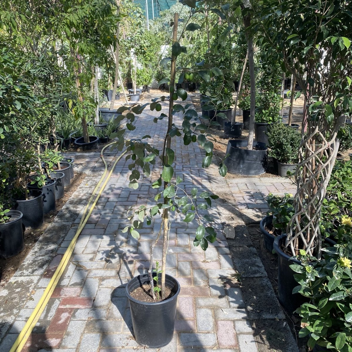 Ziziphus Jujuba Paki 1.5 - 2.0m - Greensouq - 