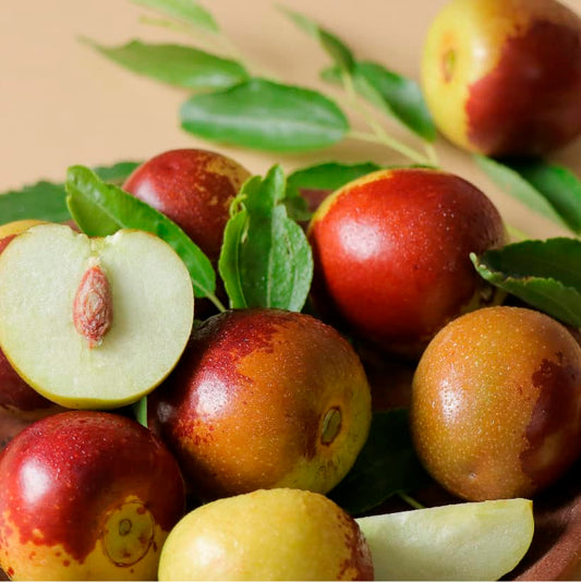 Ziziphus Jujuba Red Apple 1.5 - 2.0m - Greensouq - 