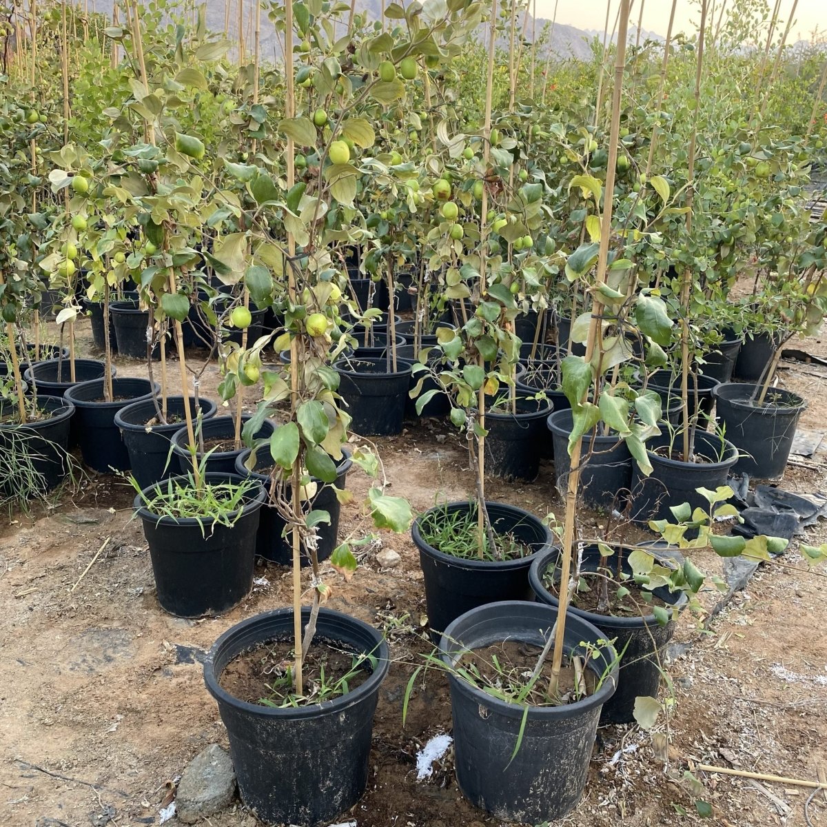 Ziziphus Jujuba Thai Or Jujube Tree 1.5 - 2.0m شجرة عناب - Greensouq - 