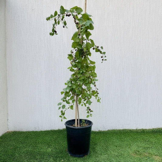 Sidr Tree شجرة سدر (No Spine) - Greensouq -