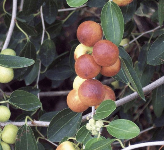 Ziziphus Spina Christi or Sidr Tree شجرة سدر - Greensouq - 