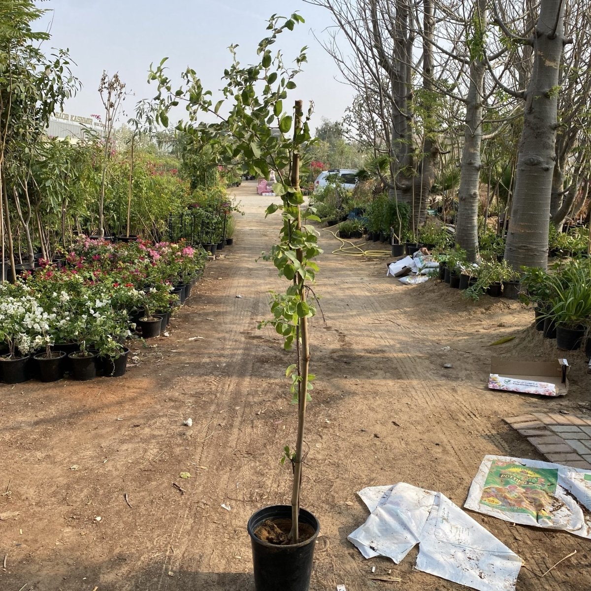 Ziziphus Spina Christi or Sidr Tree شجرة سدر - Greensouq - 