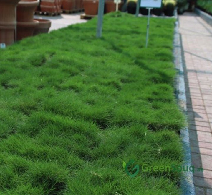 Zoysia Japonica or Korean Lawn Grass - Greensouq - 