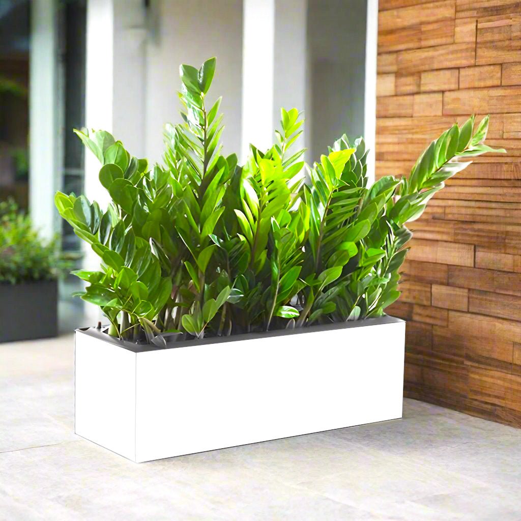 Potted ZZ Plants / ZZ Plants Indoor in Fiber Glass Pot (GRP) (90 - 30 - 50cm) - Greensouq -