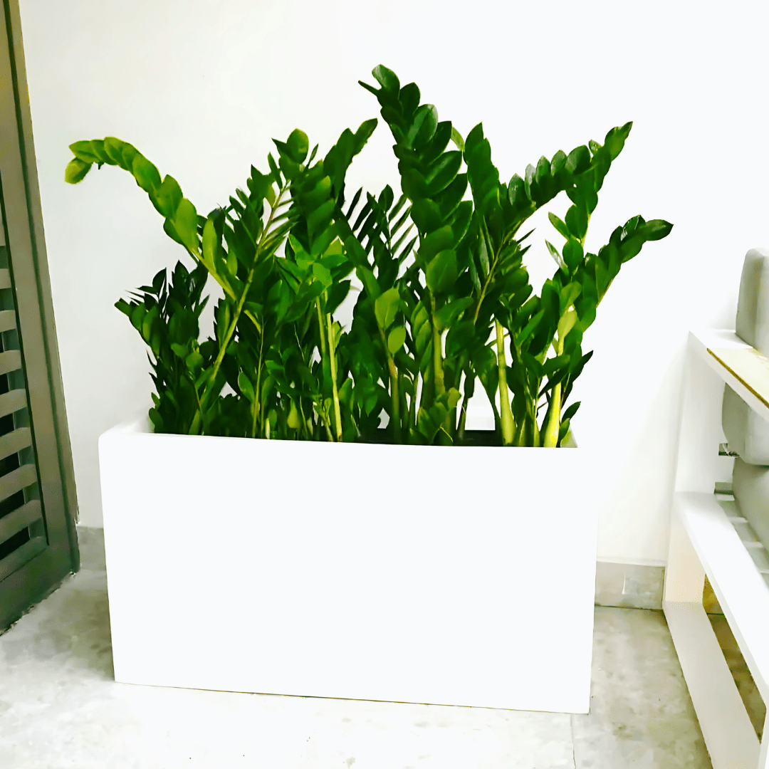 Potted ZZ Plants / ZZ Plants Indoor in Fiber Glass Pot (GRP) (90 - 30 - 50cm) - Greensouq -