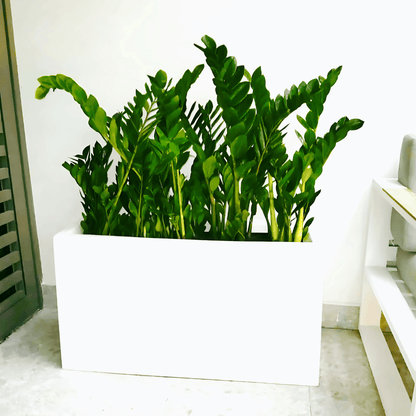 Potted ZZ Plants / ZZ Plants Indoor in Fiber Glass Pot (GRP) (90 - 30 - 50cm) - Greensouq -