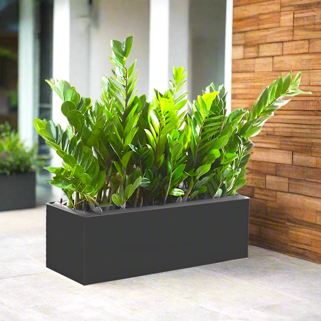 Potted ZZ Plants / ZZ Plants Indoor in Fiber Glass Pot (GRP) (90 - 30 - 50cm) - Greensouq -