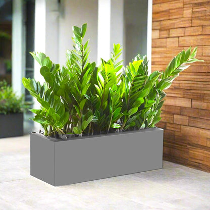Potted ZZ Plants / ZZ Plants Indoor in Fiber Glass Pot (GRP) (90 - 30 - 50cm) - Greensouq -